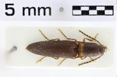Foto (Dorsalansicht) von Melanoxanthus nigripennis (Fleutiaux, 1928)